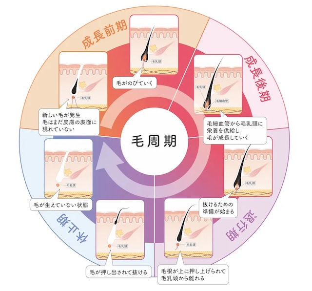 毛の毛周期
