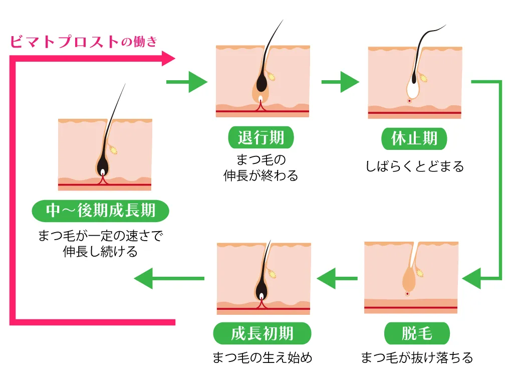 有効成分ビマトプロスト効果
