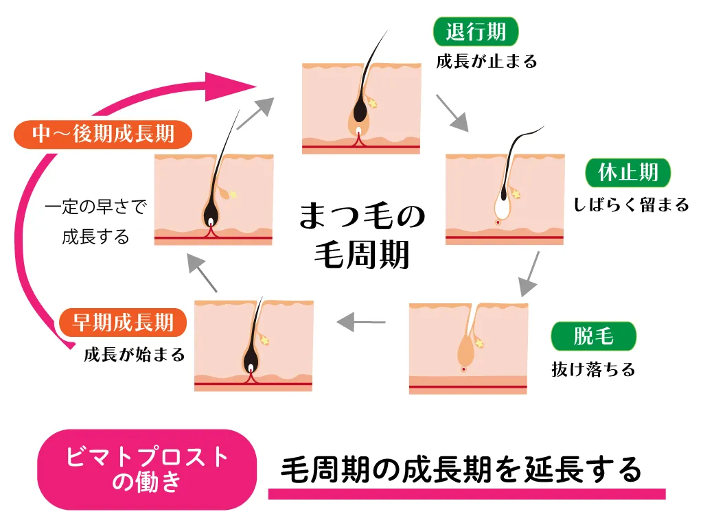 まつ毛 毛周期