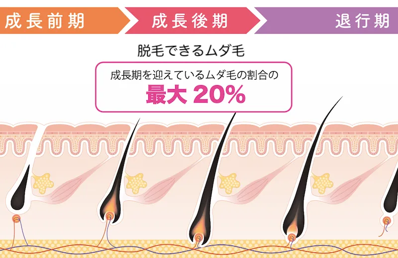 脱毛_ムダ毛の割合