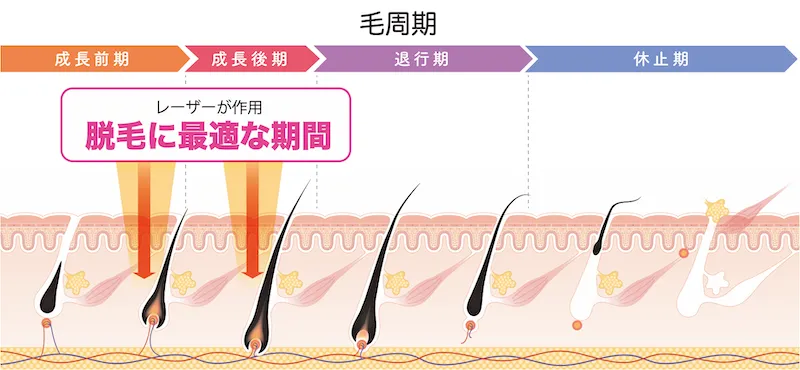 毛周期と脱毛最適期間